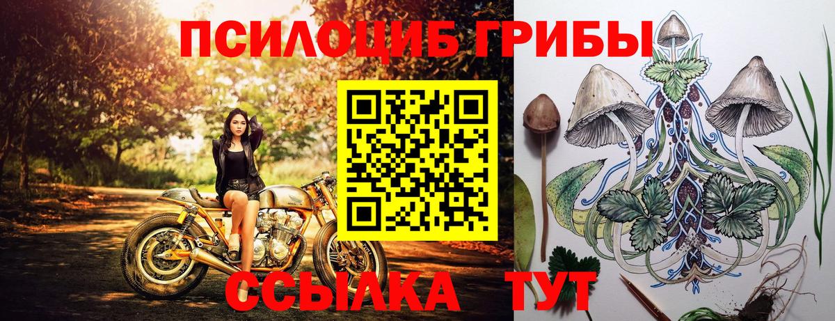купить наркоту  Псилоцибиновые грибы MAGIC MUSHROOMS  Торжок  Вход с VPN  Псилоцибиновые грибы Psilocybine cubensis 